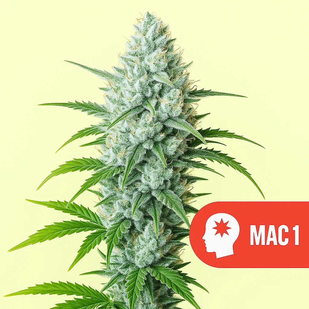 MAC 1