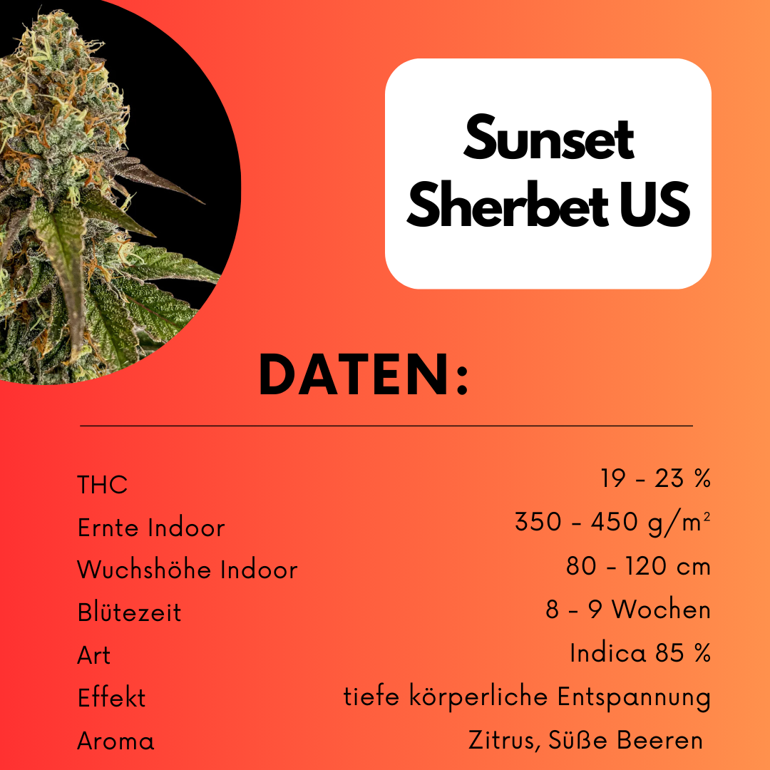 Sunset Sherbet US Cali Samen