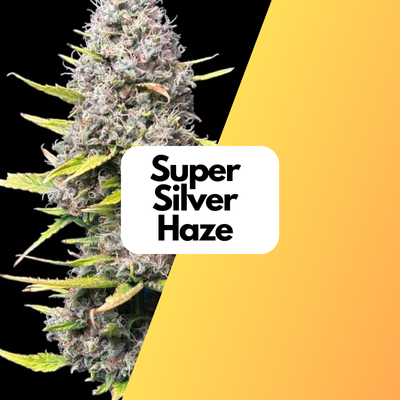 Mysterie THC Samen