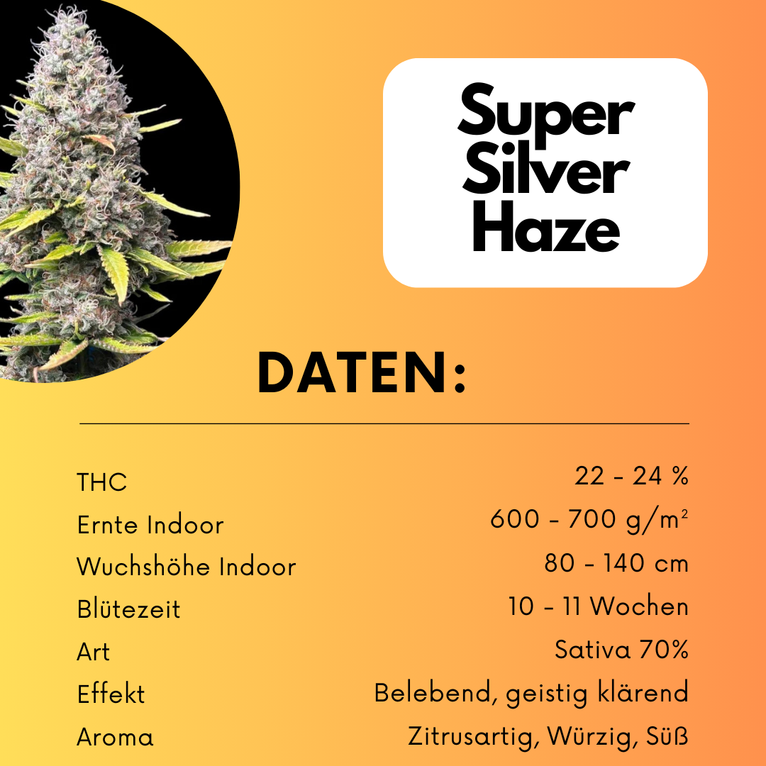 Super Silver Haze