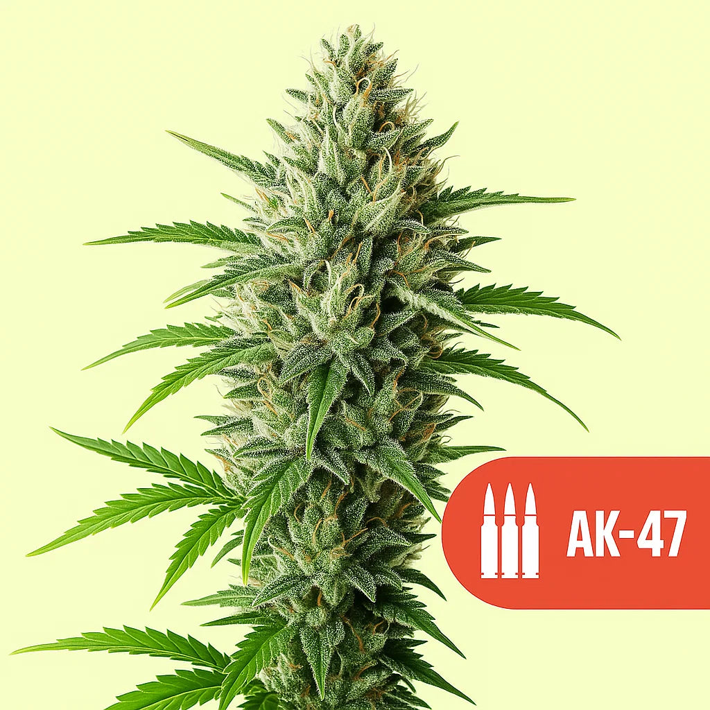 Mysterie THC Samen