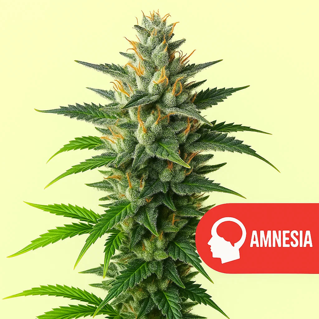 Amnesia Haze