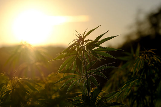 Cannabis in deinem Wohnzimmer anbauen. So geht’s!