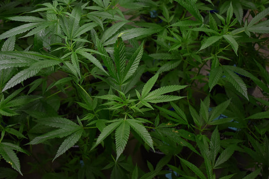 Die Vorteile vom Indoor-Cannabis Anbau