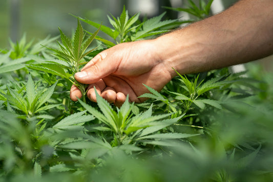 Die Grundausstattung für deinen Indoor-Cannabis Anbau