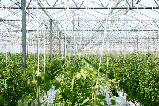 Schritt-für-Schritt Anleitung für den Cannabis-Indoor Anbau #3