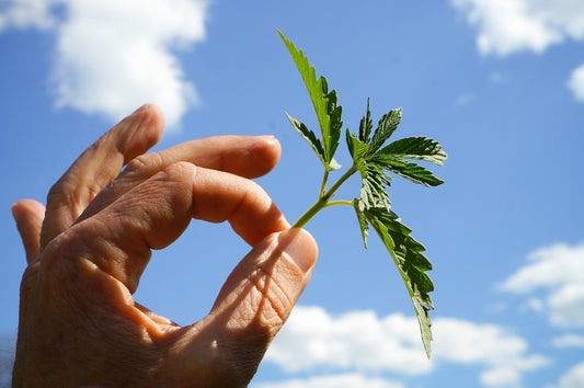 Cannabis Richtig Schneiden: Ein Leitfaden für Züchter