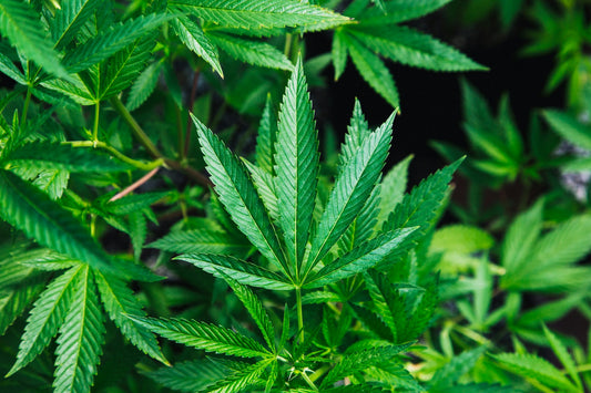 Fortgeschrittene Techniken für den Indoor-Anbau von Cannabis