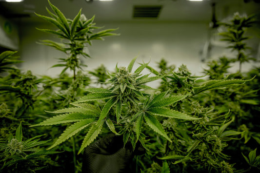 Die Bedeutung der Beleuchtung im Indoor-Anbau von Cannabis