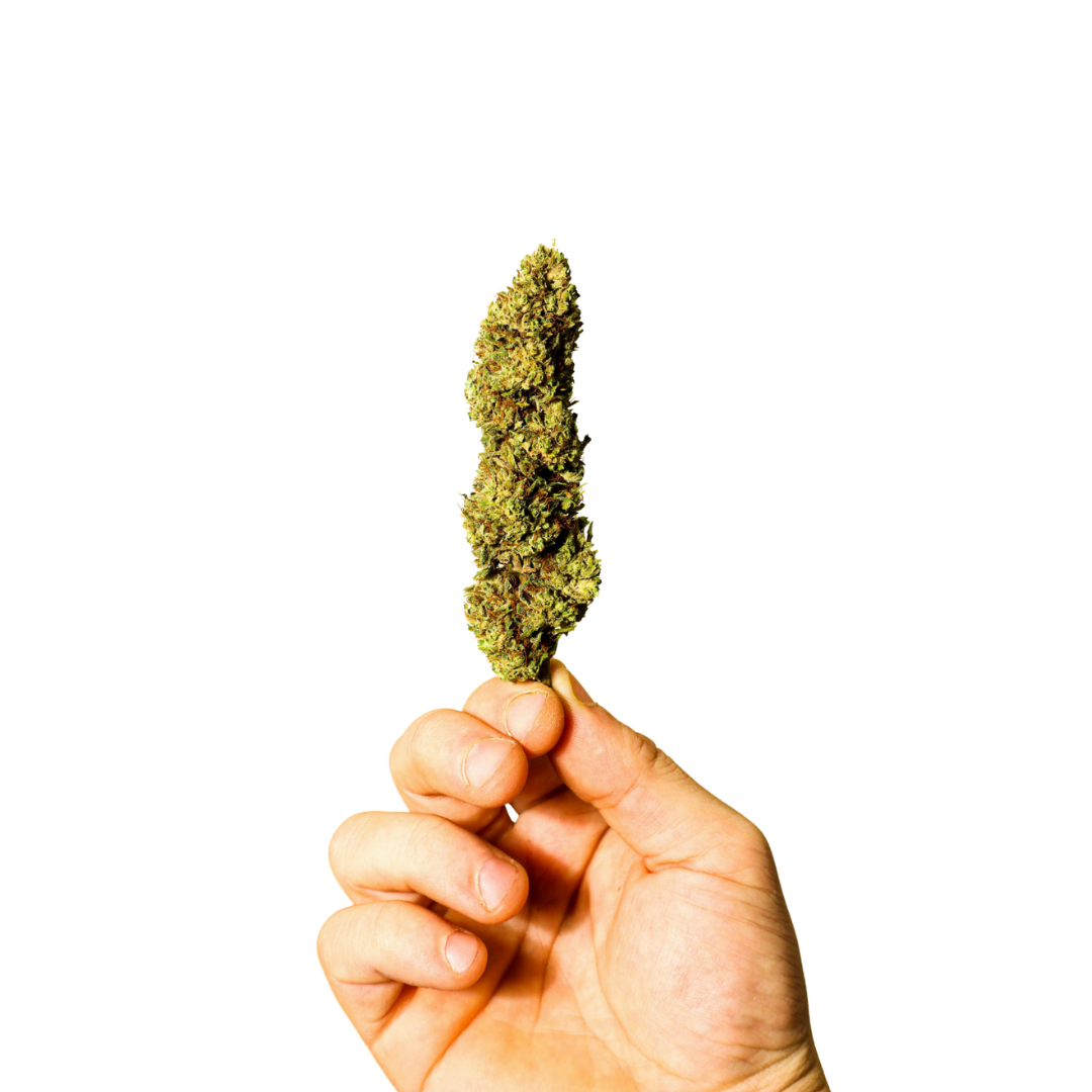 THC Samen