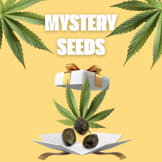 Mysterie THC Samen
