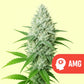 AMG Haze