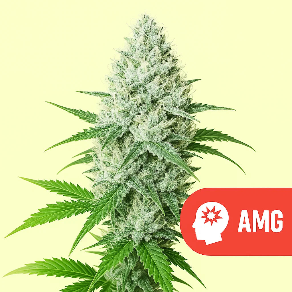 AMG Haze