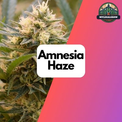 Mysterie THC Samen