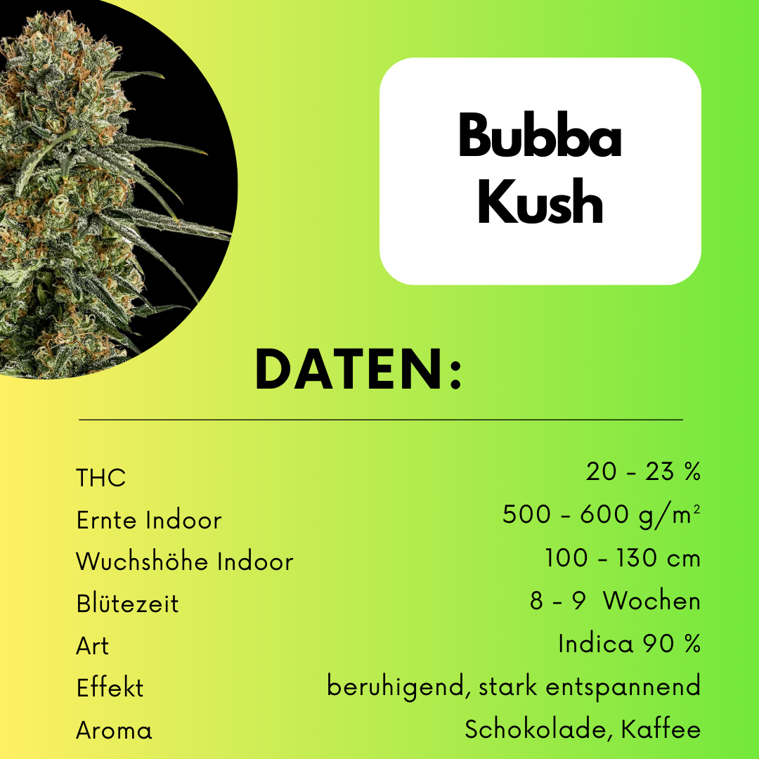 Bubba Kush Samen Feminisiert