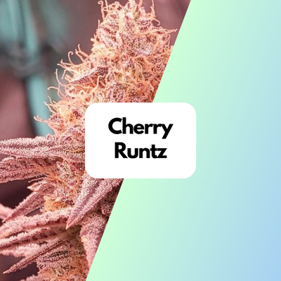 Cherry Runtz US Cali Samen