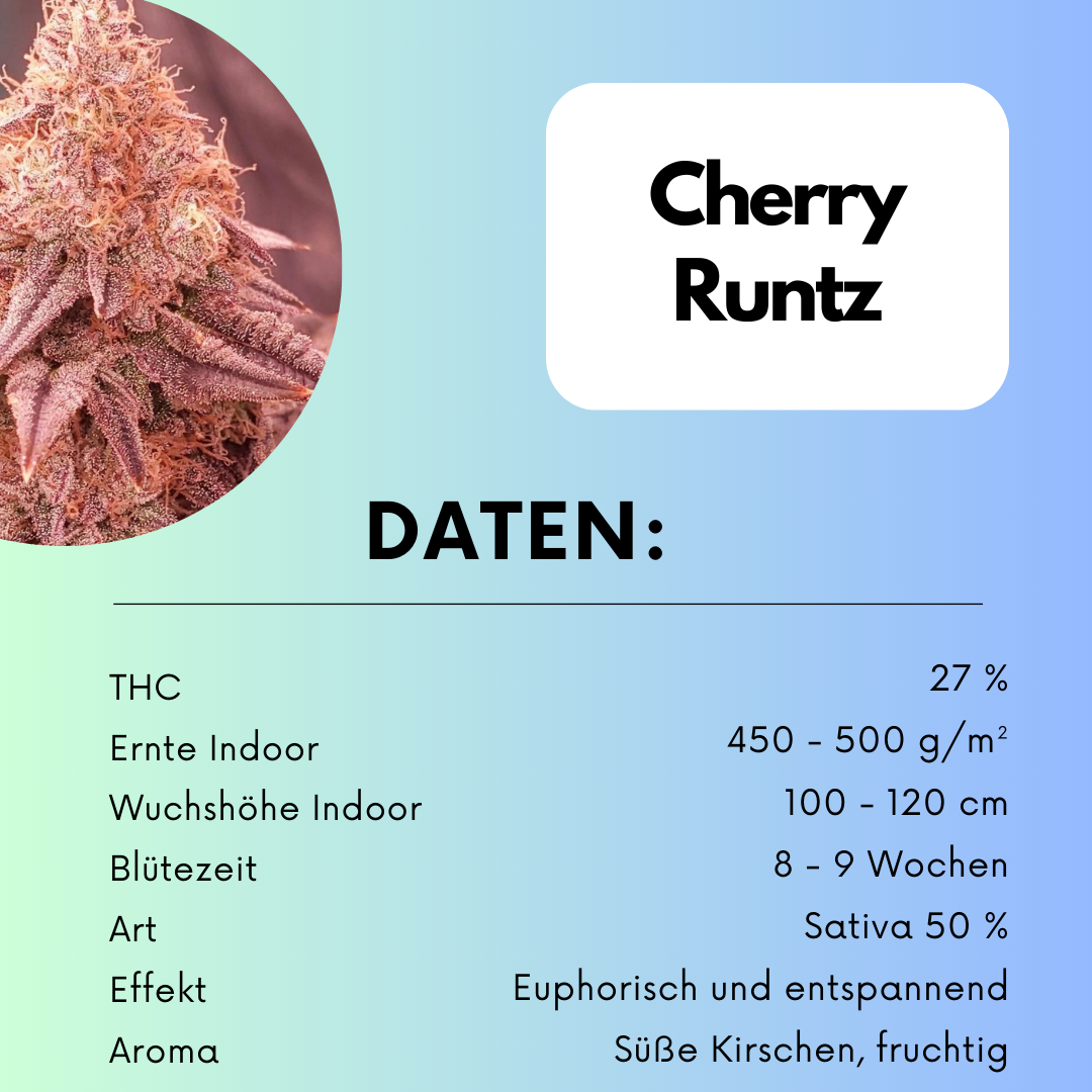Cherry Runtz US Cali Samen