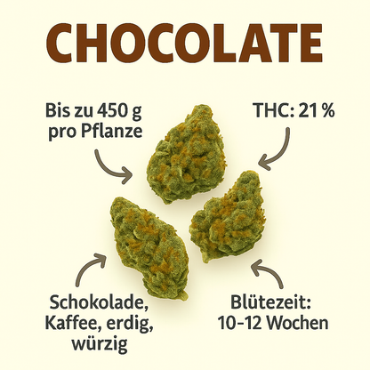 Chocolate Haze