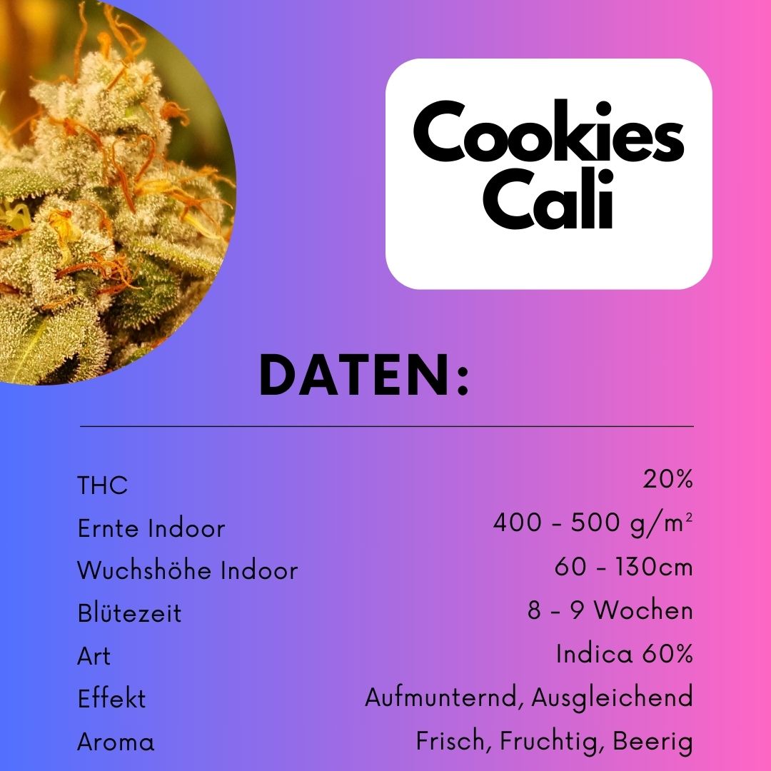 Cookies Samen Automatik