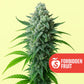 Forbidden Fruit