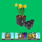 GardenHighPro+ Medium Box 2-6 Pflanzen