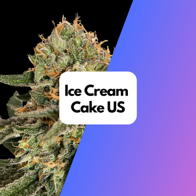 Ice cream Cake US Cali Samen