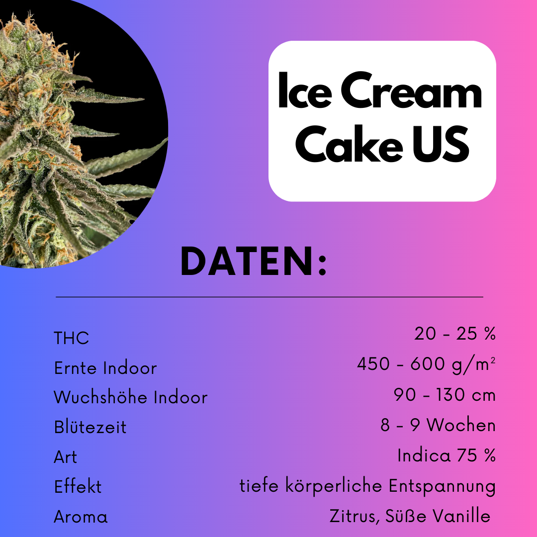Ice cream Cake US Cali Samen