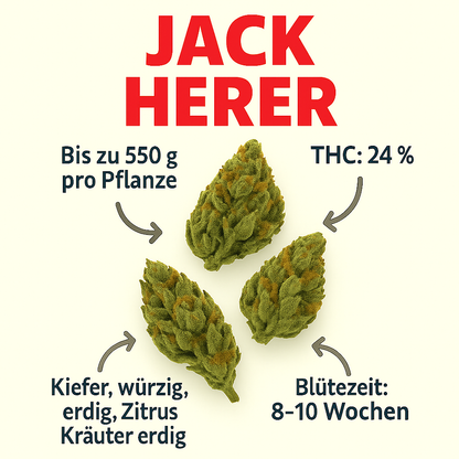 Jack Herer