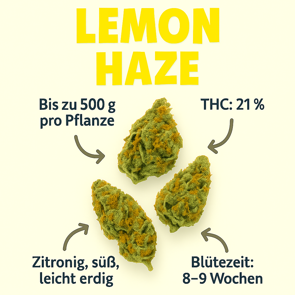 Lemon Haze