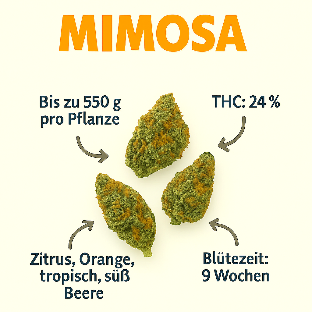 Mimosa US Cali