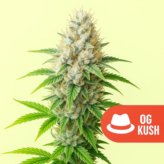 OG Kush