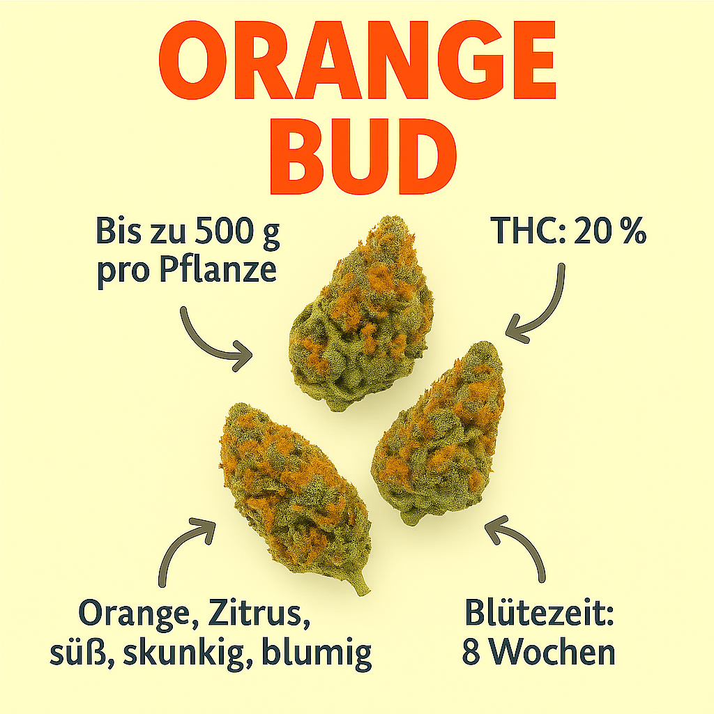 Orange Bud
