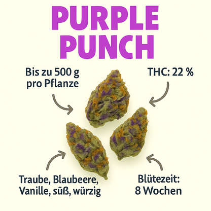 Purple Punch