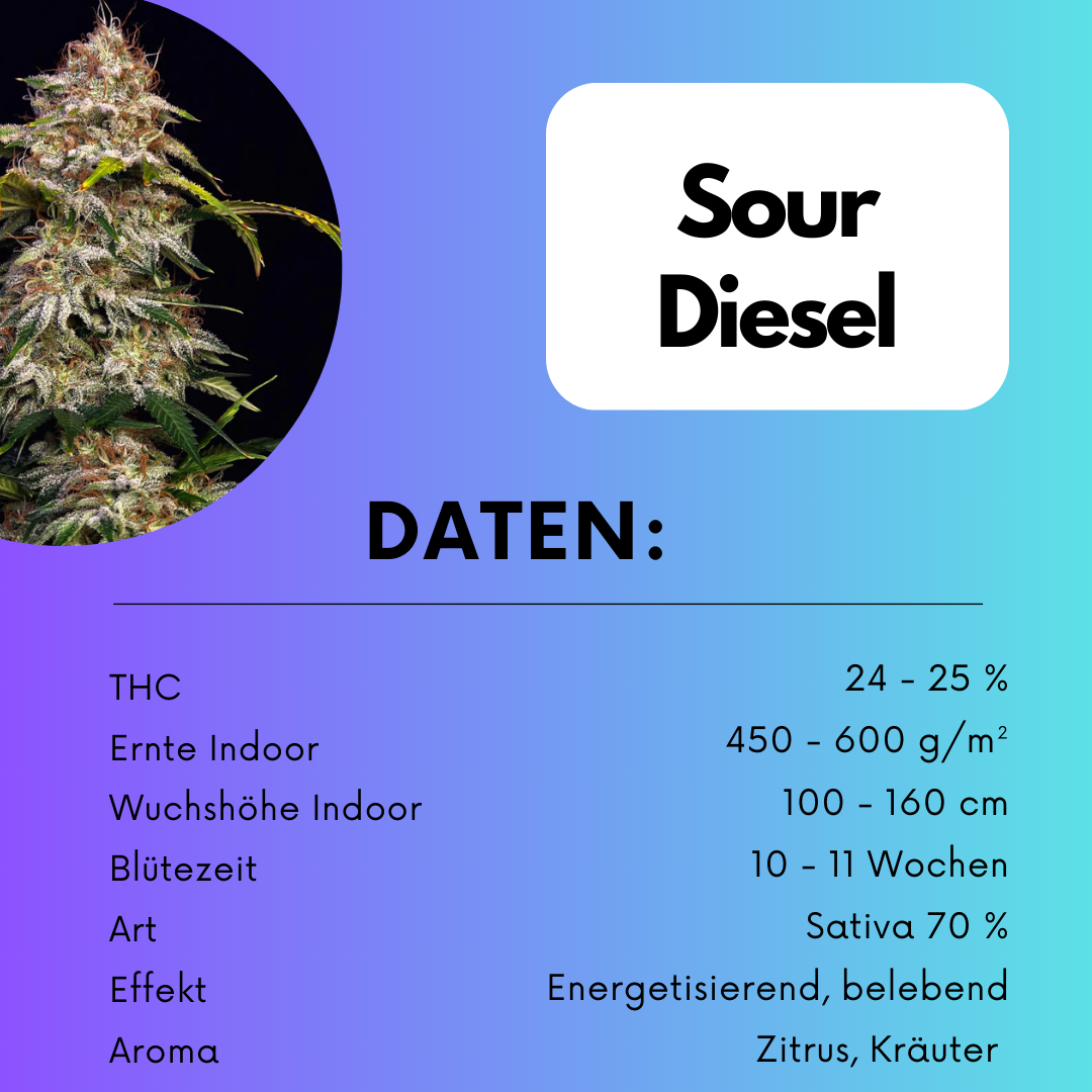 Sour Diesel US Cali Samen
