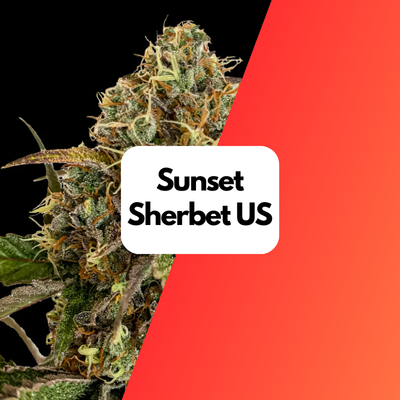 Sunset Sherbet US Cali Samen