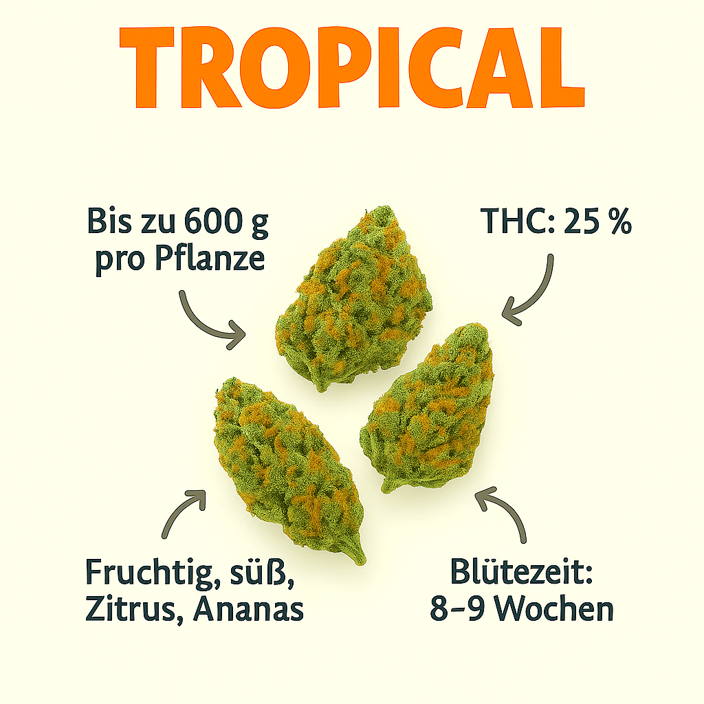 Tropical US Cali