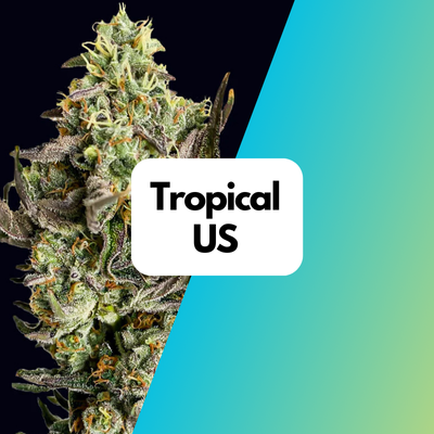 Tropicana US Cali Samen