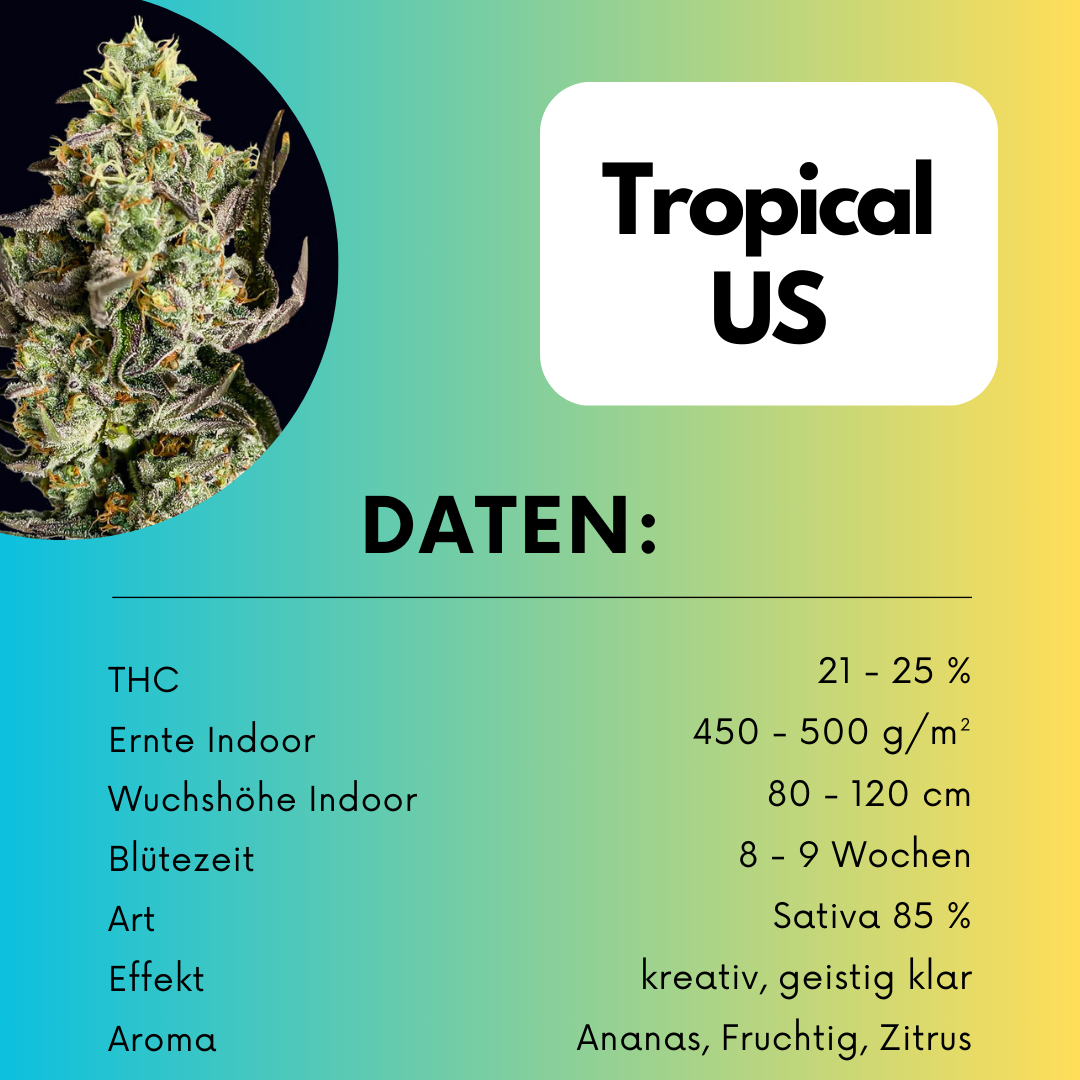 Tropicana US Cali Samen