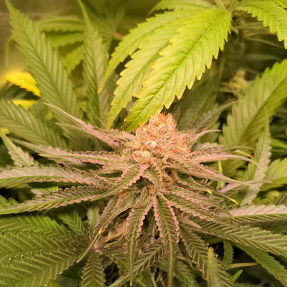 White Widow Samen Feminisiert