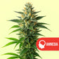 Amnesia Haze