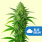 Blue Dream