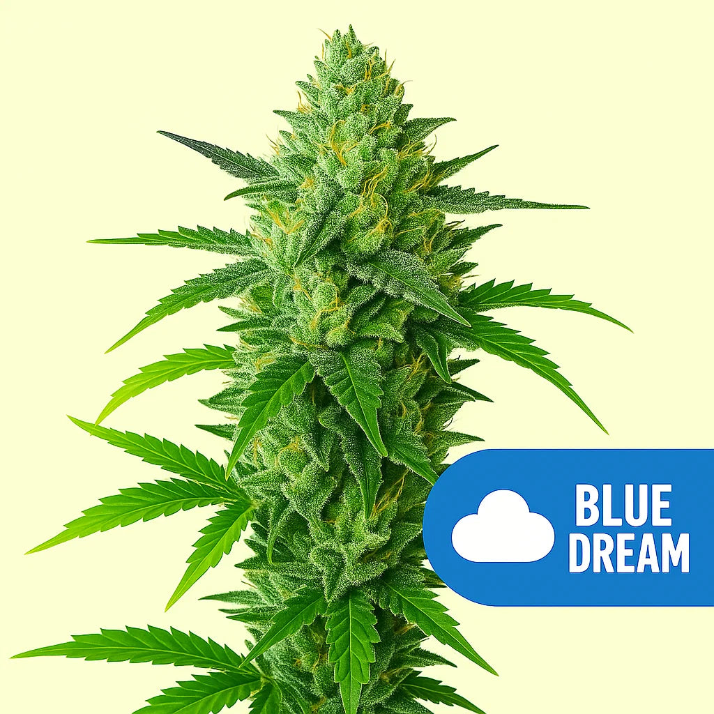 Blue Dream