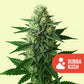Bubba Kush