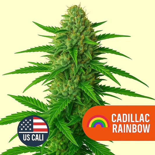 Cadillac Rainbow US Cali