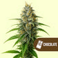 Chocolate Haze