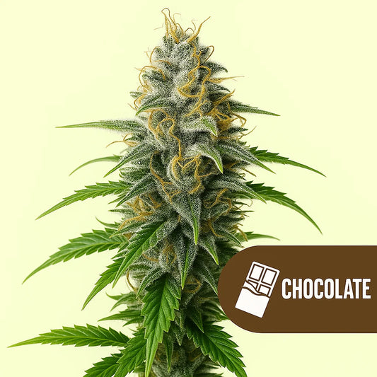 Chocolate Haze