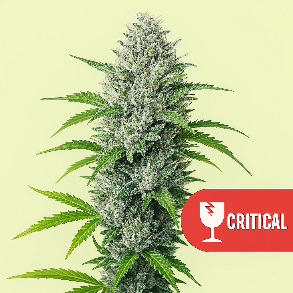 Critical