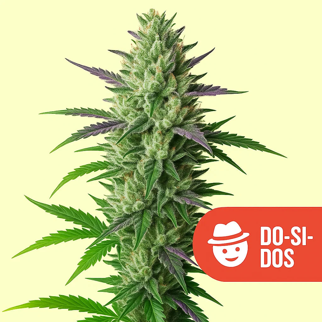 Mysterie THC Samen