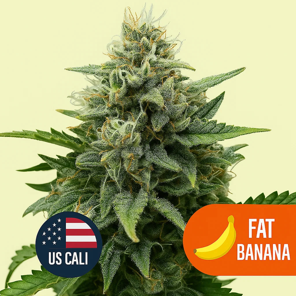 Fat Banana US Cali