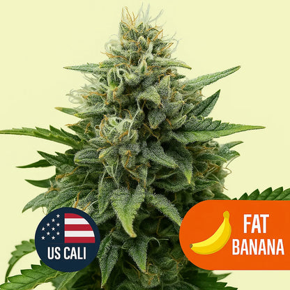 Fat Banana US Cali
